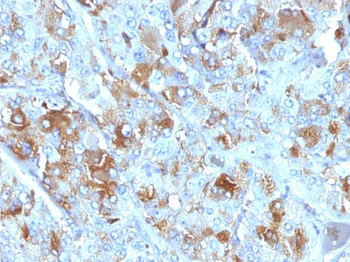 Chromogranin A / CHGA (Neuroendocrine Marker) Antibody - With BSA and Azide
