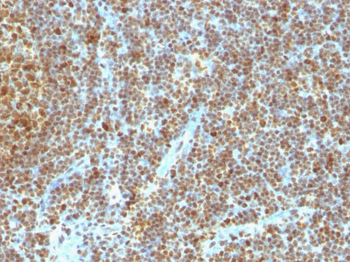 PCNA (Proliferating Cell Nuclear Antigen) (G1- & S-phase Marker) Antibody - With BSA and Azide