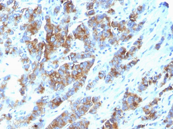 MUC1 / EMA / CD227 (Epithelial Marker) Antibody - With BSA and Azide