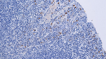 CCND1 Antibody