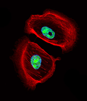 ARNT2 Antibody (Center)