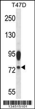 AMFR Antibody (Center)