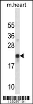 CREG1 Antibody (N-term)
