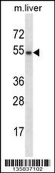 GATA3 Antibody (Center)