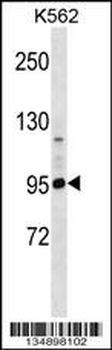PCDHA4 Antibody (C-term)
