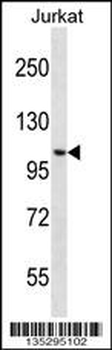 CENPC1 Antibody (Center)