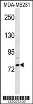 ELL2 Antibody (C-term)