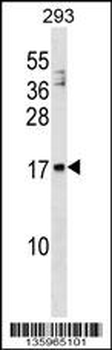 MANF Antibody (N-term)