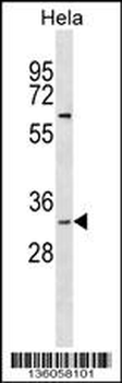 BPNT1 Antibody (C-term)
