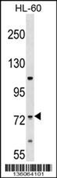 ERI2 Antibody (Center)