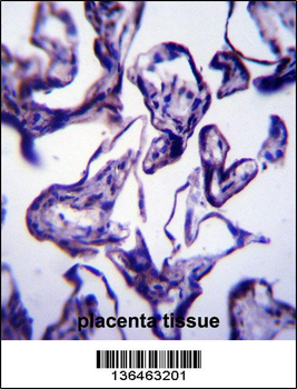LEP Antibody (N-term)