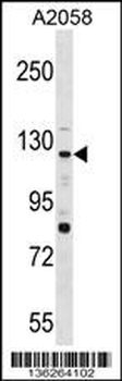 PTPRN2 Antibody (N-term)