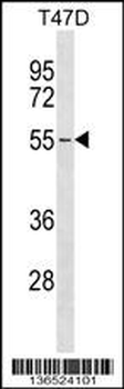 ERGIC2 Antibody (C-term)