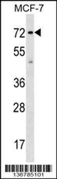 SGOL1 Antibody (Center)