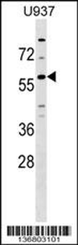GPR75 Antibody (C-term)
