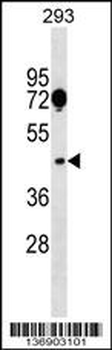 SGCA Antibody (Center)