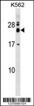 REXO2 Antibody (Center)