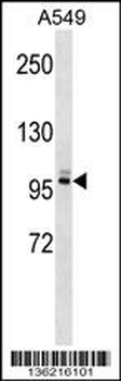 PLEKHG5 Antibody (N-term)