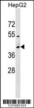 MRPS2 Antibody (N-term)