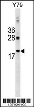 DNAJC5 Antibody (Center)