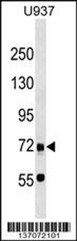 DMTF1 Antibody (C-term)