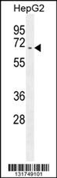 UAP1 Antibody (C-term)