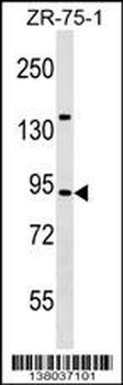 TRAF3IP1 Antibody (Center)