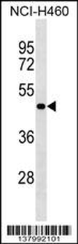 SGPP2 Antibody (N-term)