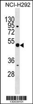 ANXA10 Antibody (C-term)