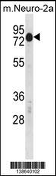 Mouse Csrnp2 Antibody (N-term)