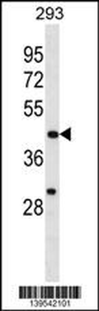 EGLN1 Antibody (C-term)