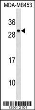PDF Antibody (Center)