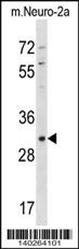 Mouse Xaf1 Antibody (Center)