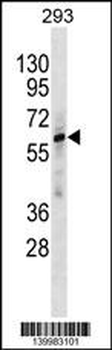 ZNF775 Antibody(C-term)
