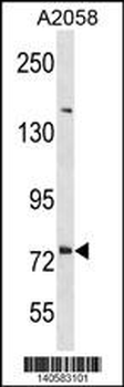 DNER Antibody(C-term)