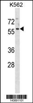 MANSC1 Antibody(C-term)