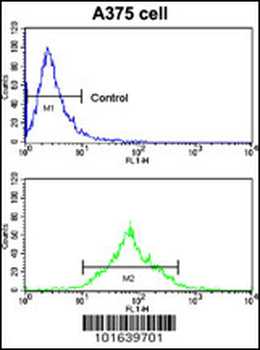 EphA7 Antibody (N-term)