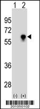 CDC25C Antibody