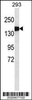 COL3A1 Antibody