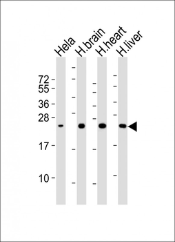 SOD2 Antibody