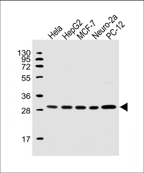 PSMA6 Antibody (N-Term)