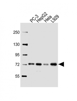 HSPA9 Antibody (Center)
