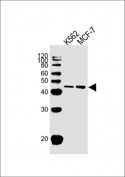 ACTG1 Antibody (Center)