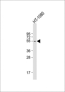 MMP14 Antibody (C-term)