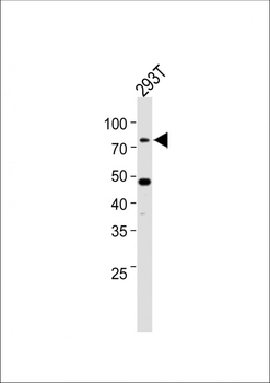 C-rel (NFkB) Antibody (C-term)