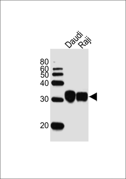 HLA-DRB1 Antibody (Center)