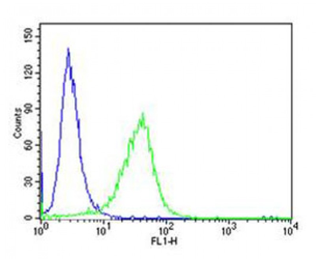 SNCA Antibody (C-term)