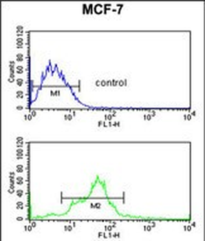 EBP1 Antibody (Center)