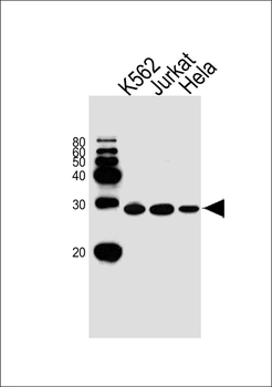 TSN Antibody (Center)