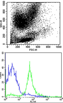 HLA-C Antibody (N-term)